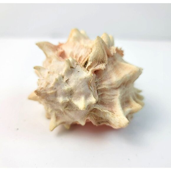 Vintage Pink Murex Conch Shell Conus Marmoreus Bandaus Lamarch  JH1361 - Picture 6 of 14